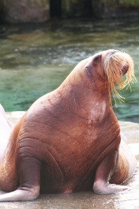 walrus